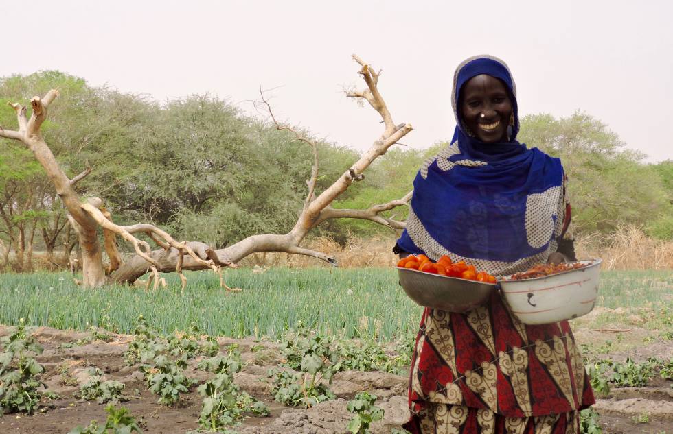 Hadje Gombo, con tomates y okras en el Ã¡rea de MÃ©lia, en la regiÃ³n del Lago (Chad).