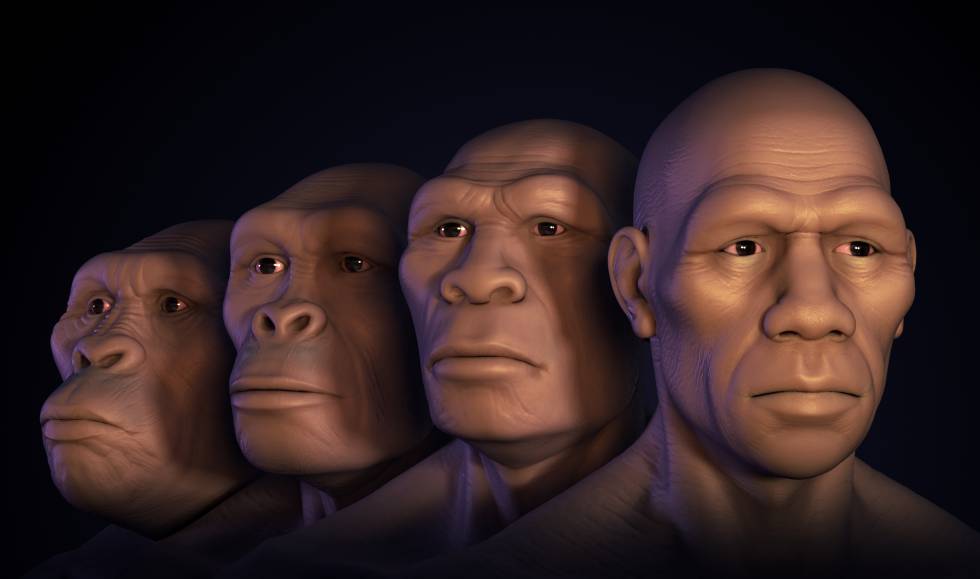 De izquierda a derecha, reconstrucción de los rostros de 'Australopitecus', 'Homo habilis', 'Homo erectus' y 'Homo sapiens'. 