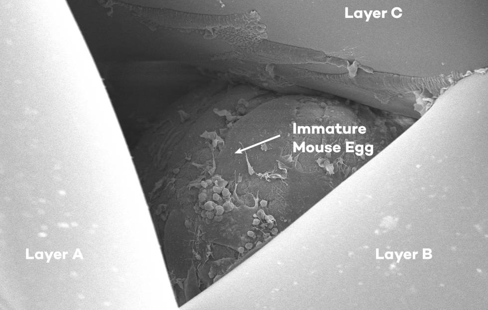 Visión microscópica de un ovocito inmaduro adherido al andamiaje de gelatina de un ovario artificial.