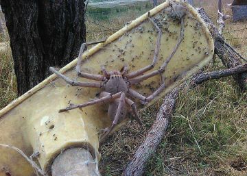 Señora araña