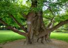El árbol que sobrevivió a la bomba de Hiroshima