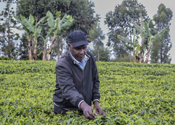 Gilbert Kibiti pasea en su cultivo de t&eacute; y explica c&oacute;mo su producci&oacute;n ha aumentado gracias a la tecnolog&iacute;a Soil Testing. 