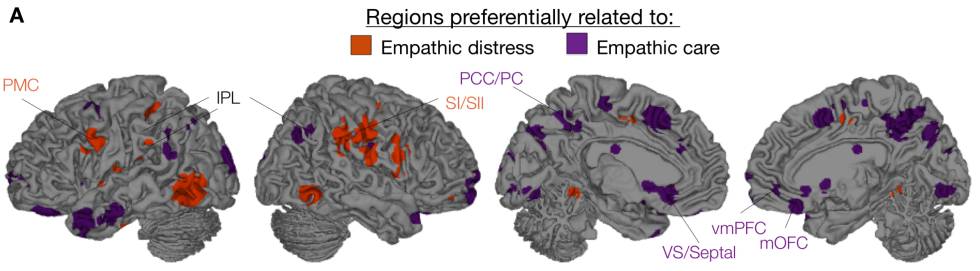 Los dos tipos de empatía emocional, la compasiva y la angustia, activan diferentes zonas del cerebro.