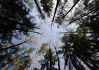El cambio climático provocará que los matorrales devoren el bosque mediterráneo