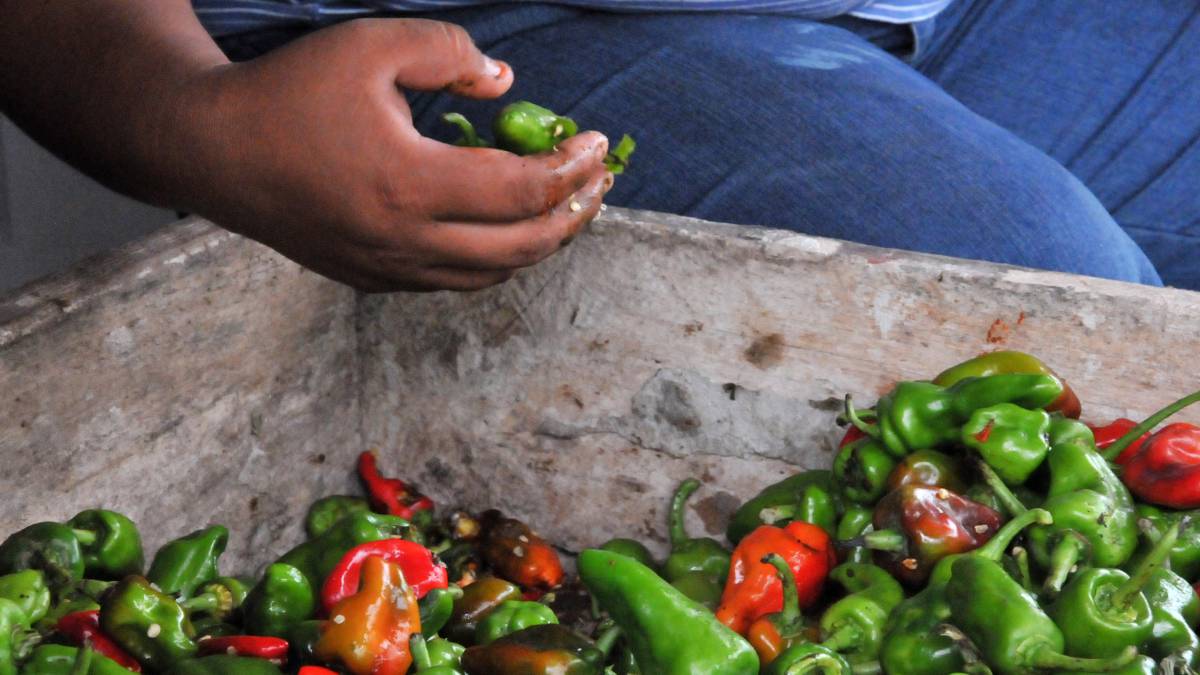 Lo que puede aprender España de la lucha contra el hambre en América Latina