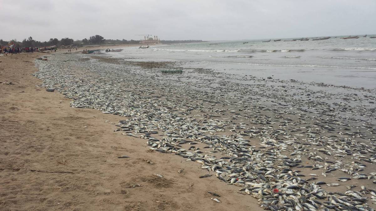 Un pueblo de Gambia se rebela contra los chinos