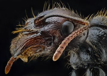 Macrofotografía extrema: Lo que el ojo no ve