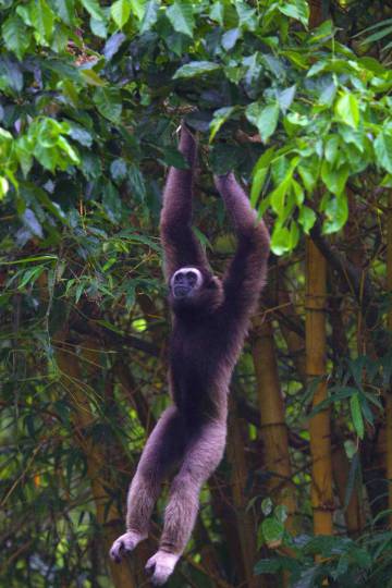 La deforestación está dejando sin espacio a muchas especies del sudeste asiático, como el gibón de Müller de Borneo.