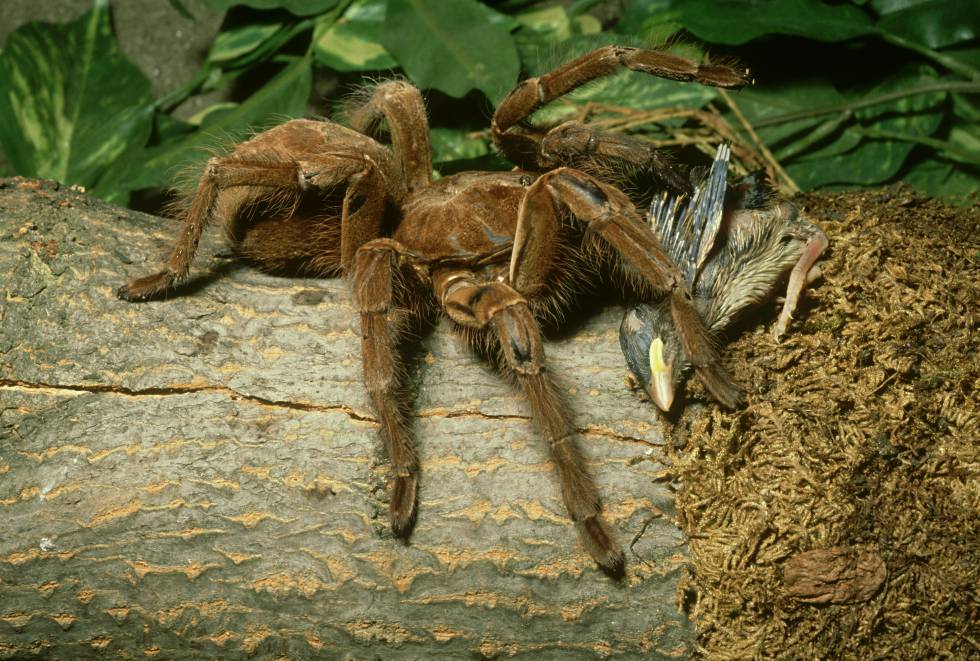 Una araña goliat jugando al pilla-pilla con un tierno pajarillo.