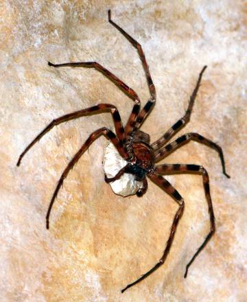 Ejemplar de araña cazadora gigante (Heteropoda maxima).