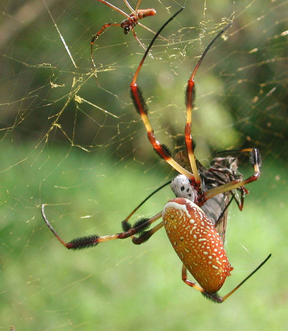 Hembra de araña de seda dorada (Nephila clavipes).