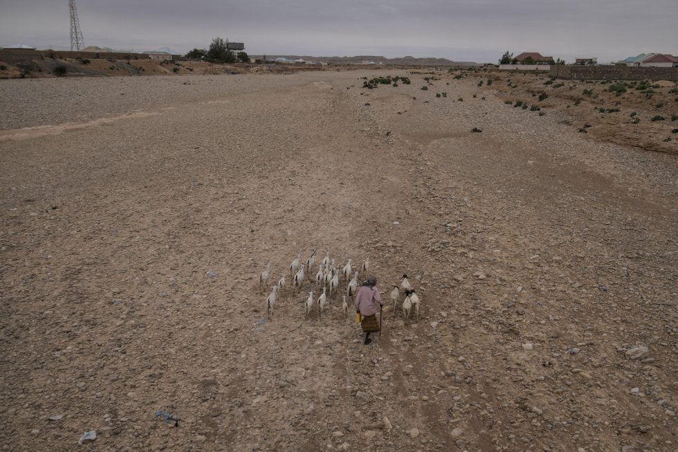 A seca matou 65% do gado da Somália, principalmente cabras e camelos, o que sentenciou à miséria a maior parte do país, de tradição nômade. Restam poucos animais nessa terra assolada pela desertificação.