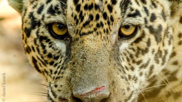 El estudio ha secuenciado el genoma del jaguar.