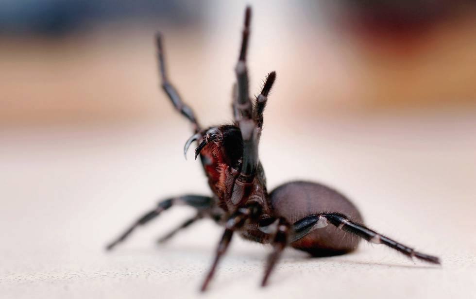 Resultado de imagen para araña de sydney