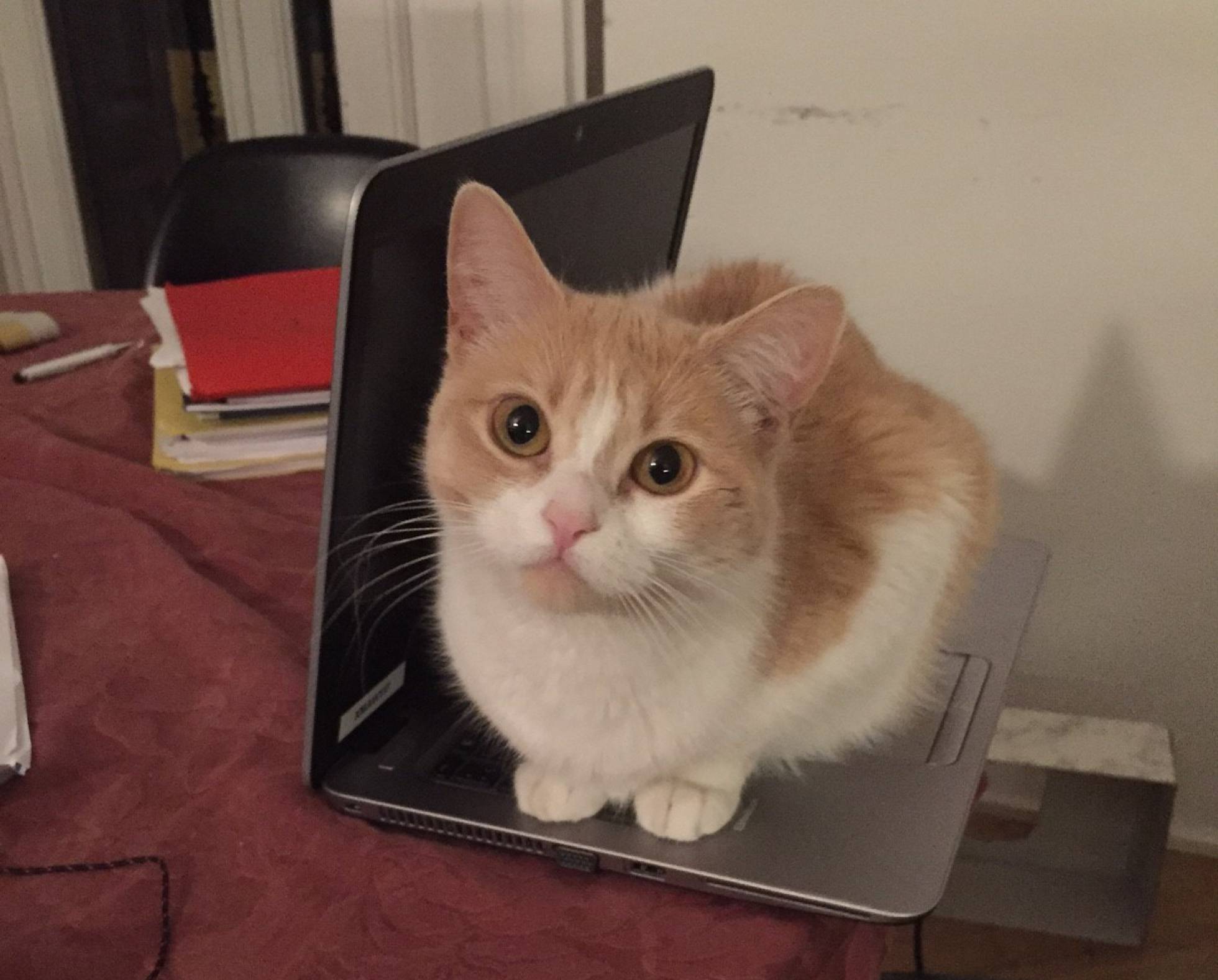 Mi Gato Se Mea En Su Cesta