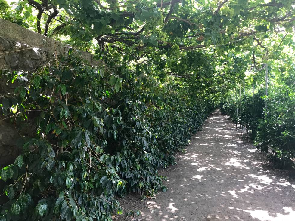 El milagro del café de Agaete (Gran Canaria), único en