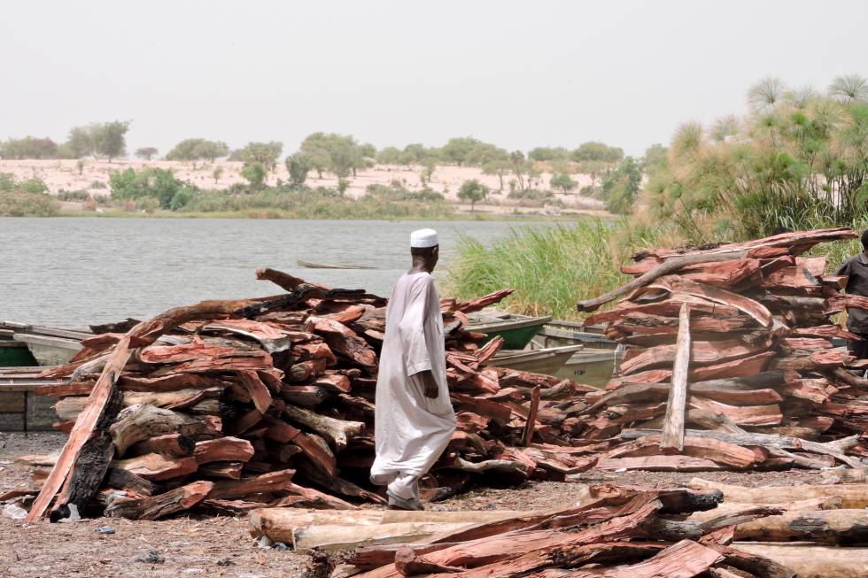 Un hombre controla madera lista para comerciar en Bol (Chad), a orillas del Lago Chad.