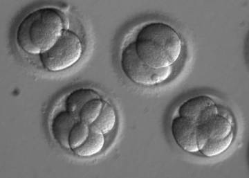 Científicos de varios países corrigen una enfermedad hereditaria en embriones humanos