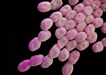 EL PAÍS Ciencia La OMS anuncia las 12 familias de bacterias más peligrosas para el ser humano