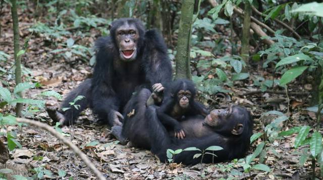 Chimpancés en Costa de Marfil.