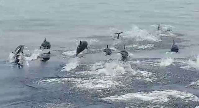 No es un documental de delfines, es la costa de Almería
