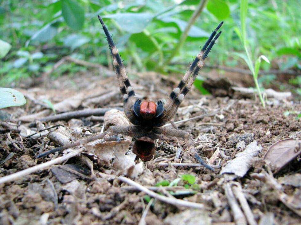 tarántula que causa disfunción eréctil