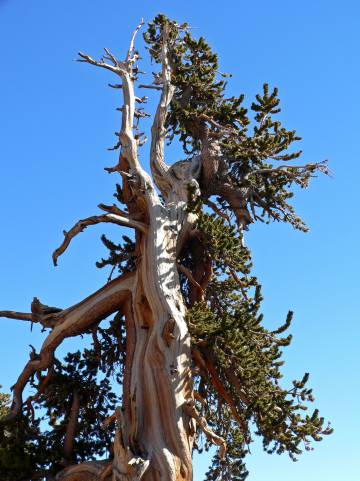 Pinus longaeva em Spring Mountains, Nevada, EUA.
