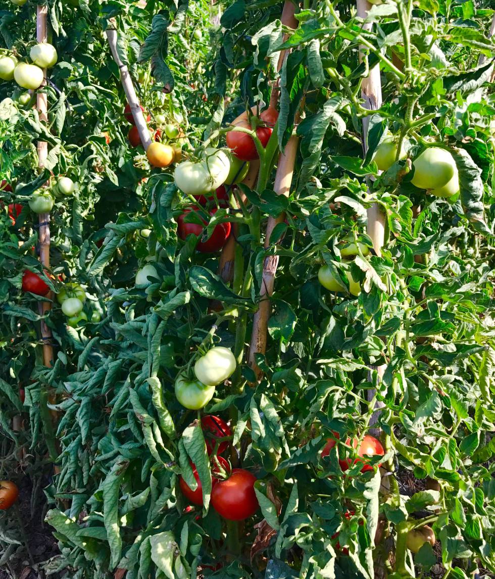 TOMATES CON DIFERENTES NIVELES DE MADURACIÓN CAPEL