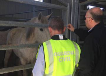 Dozens arrested in Spanish-led raid against horsemeat racket