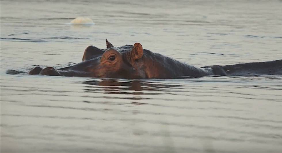 Imagen de un hipopótamo. 