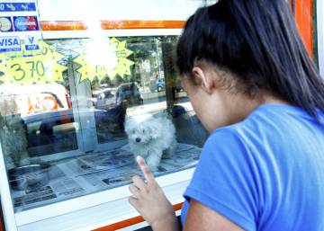 Madrid seeks ban on displaying live pets in store windows