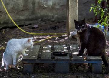 What to do about Spain’s street cats?
