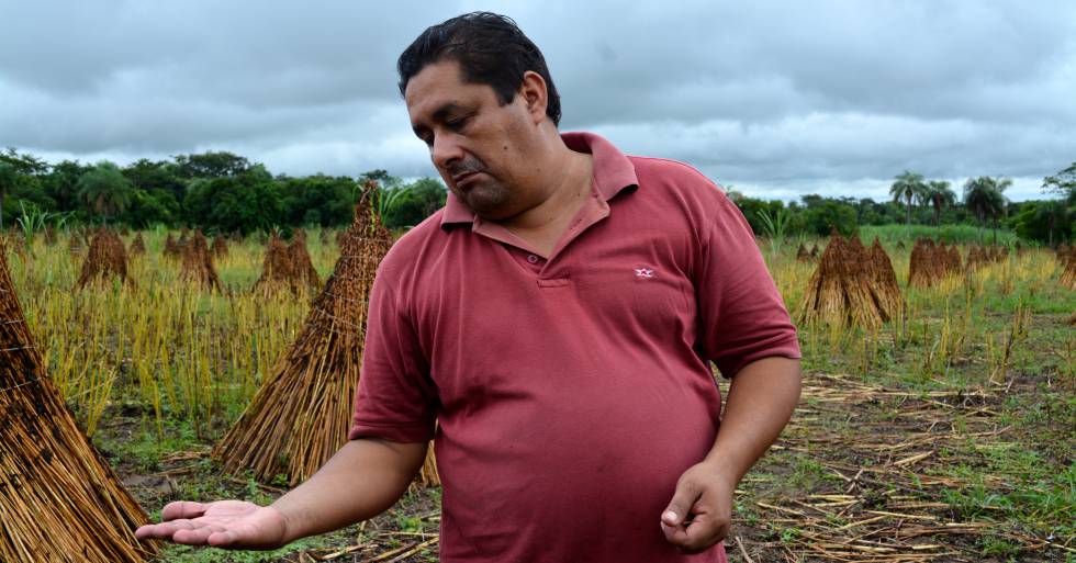Un agricultor de comercio justo muestra su cosecha de sésamo en Arroyos y Esteros (Paraguay).