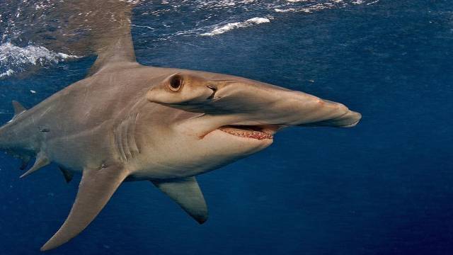 El tiburón martillo gigante.