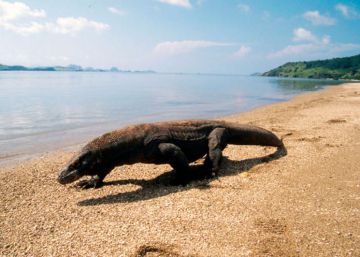 El dragón de Komodo