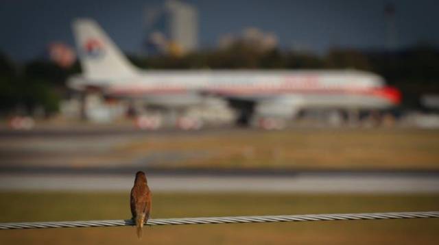 Un pájaro posado en un cable ante un avión.