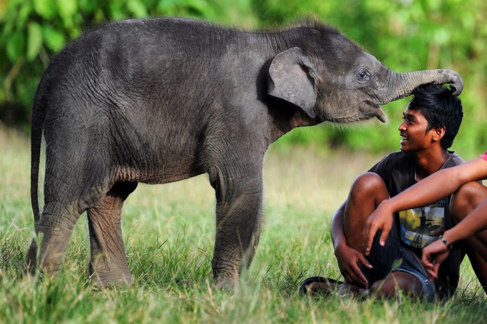 Un elefante bebé juega con un joven, en el ecosistema de Leuser (Indonesia).