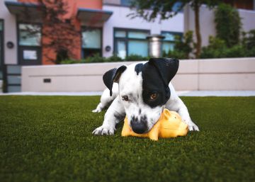 Divertir, estimular y educar: 10 juguetes para perros