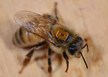 ¿Por qué los pesticidas matan a las abejas en Hungría, pero no en Alemania?