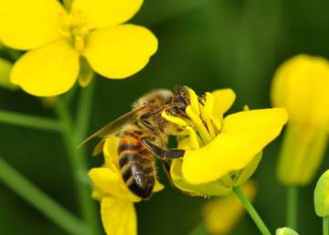 Las abejas prefieren néctar con pesticidas