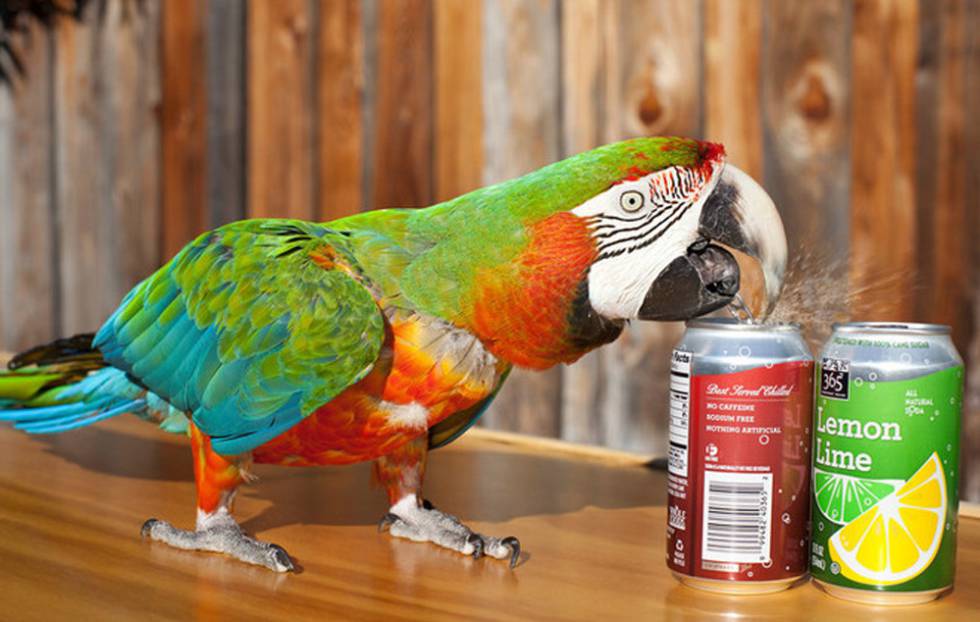 El loro Zac destapa una lata de refresco.