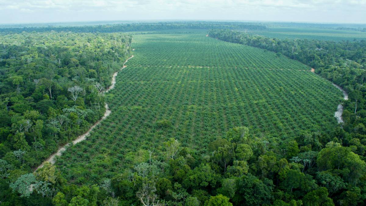 ¿Y si el aceite de palma pudiera ayudar a proteger el Amazonas?