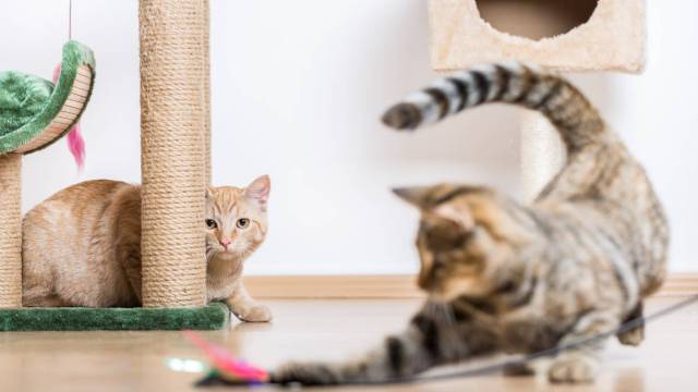 Las mejores ofertas y descuentos en productos para gatos y otras mascotas