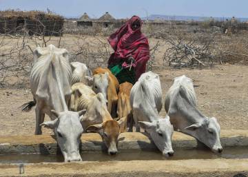 La sequía asfixia a los pastores etíopes