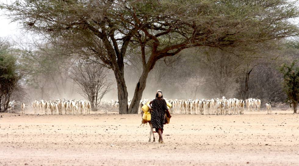 Ganado en la frontera entre Kenia y Somalia. Es habitual que los pastores crucen de un país a otro en busca de agua o pastos.