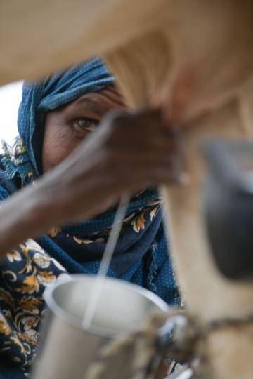 Una mujer en las labores de ordeño en Somali (Etiopía). 
