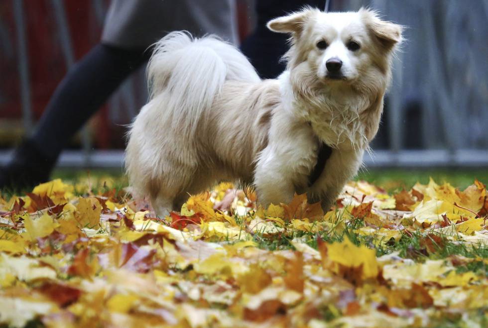 ¿Pedirías un permiso pagado para cuidar de tu perro?