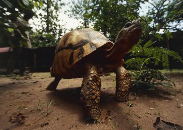 La tortuga angonoka es una de las especies en peligro crítico de extinción, según la Lista Roja. 