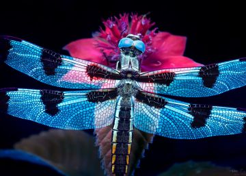 La belleza de la naturaleza bajo la luz ultravioleta