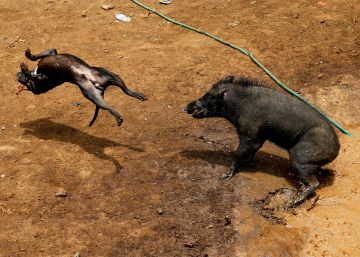 Perros luchan contra jabalíes salvajes en espectáculos de Indonesia